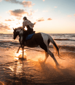 Pony Horse riding - Image 3